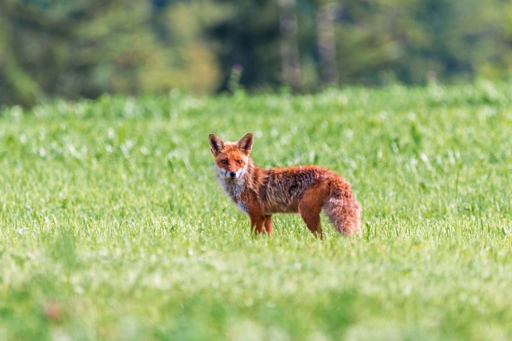 The Red Fox