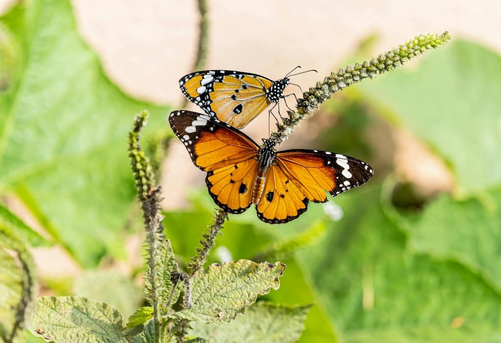 Butterfly Wings